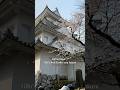 Spring Magic: Gifu’s Best Castles and Sakura #japanvlog #sakura #japantravel #50代vlog #shorts