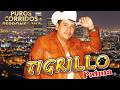 El Tigrillo Palma De Oro 💥 20 Exitos Puros Corridos Mix Para Pistear 2026