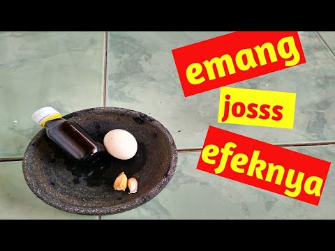 obat kuat alami dengan telur bebek obat kuat alami bawang putih