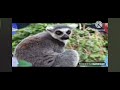Bzzzz Baby Tv Raccoon Bzzzz Baby Tv Raccoon