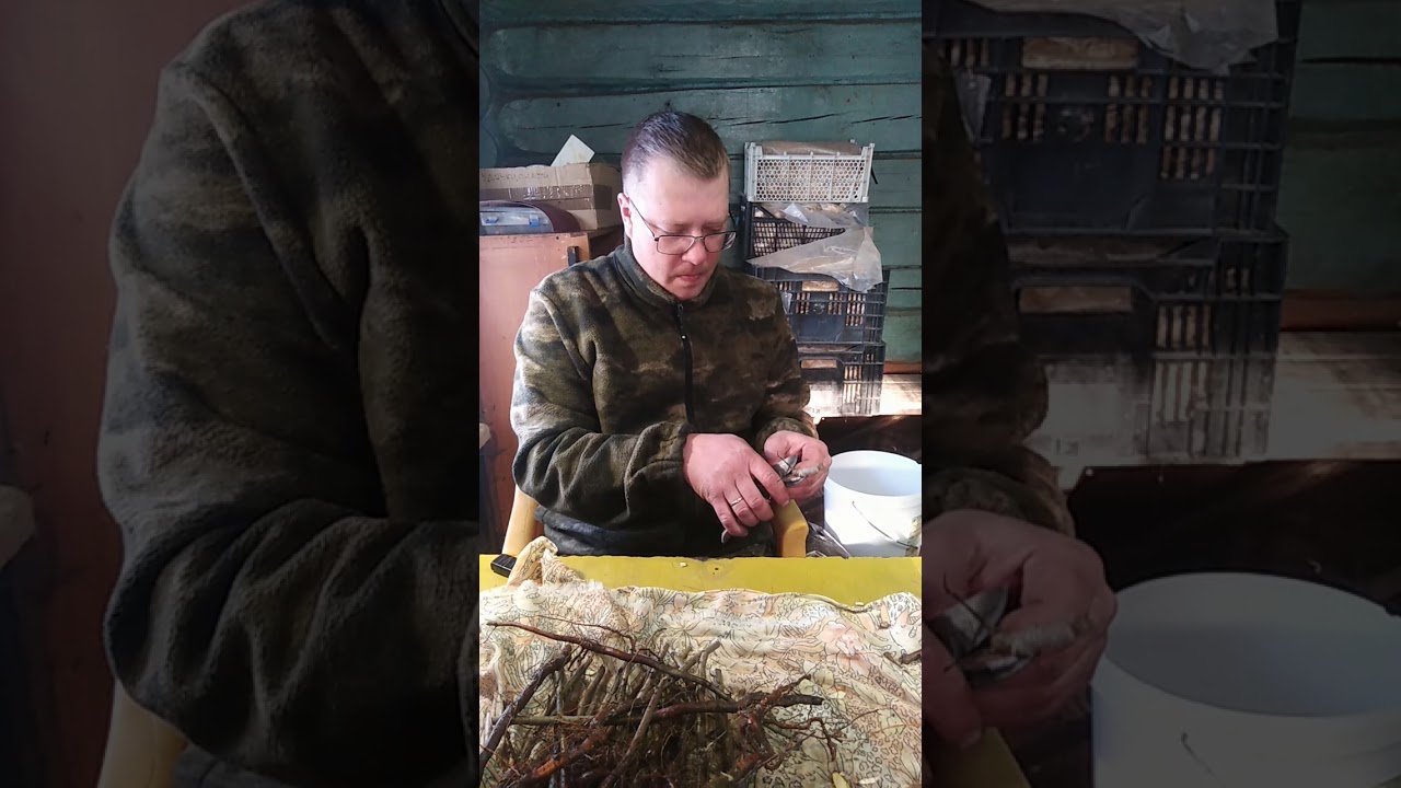 Улучшенная копулировка (зимняя прививка) в Чкаловском плодопитомнике.