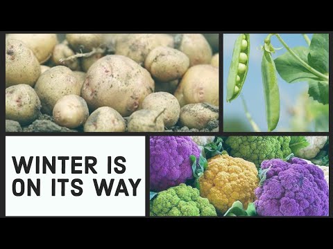 Vídeo: Cultivando Couves de Bruxelas Durante o Inverno - As Couves de Bruxelas Precisam de Proteção no Inverno