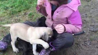 Blue with country pups   (www.olympicdogs.net)