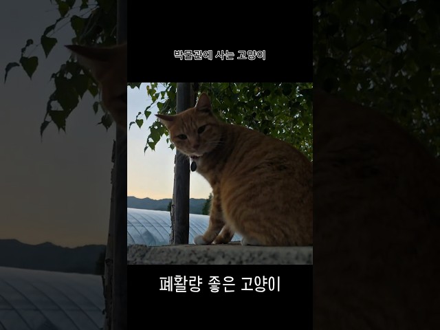 폐활량 좋은 고양이