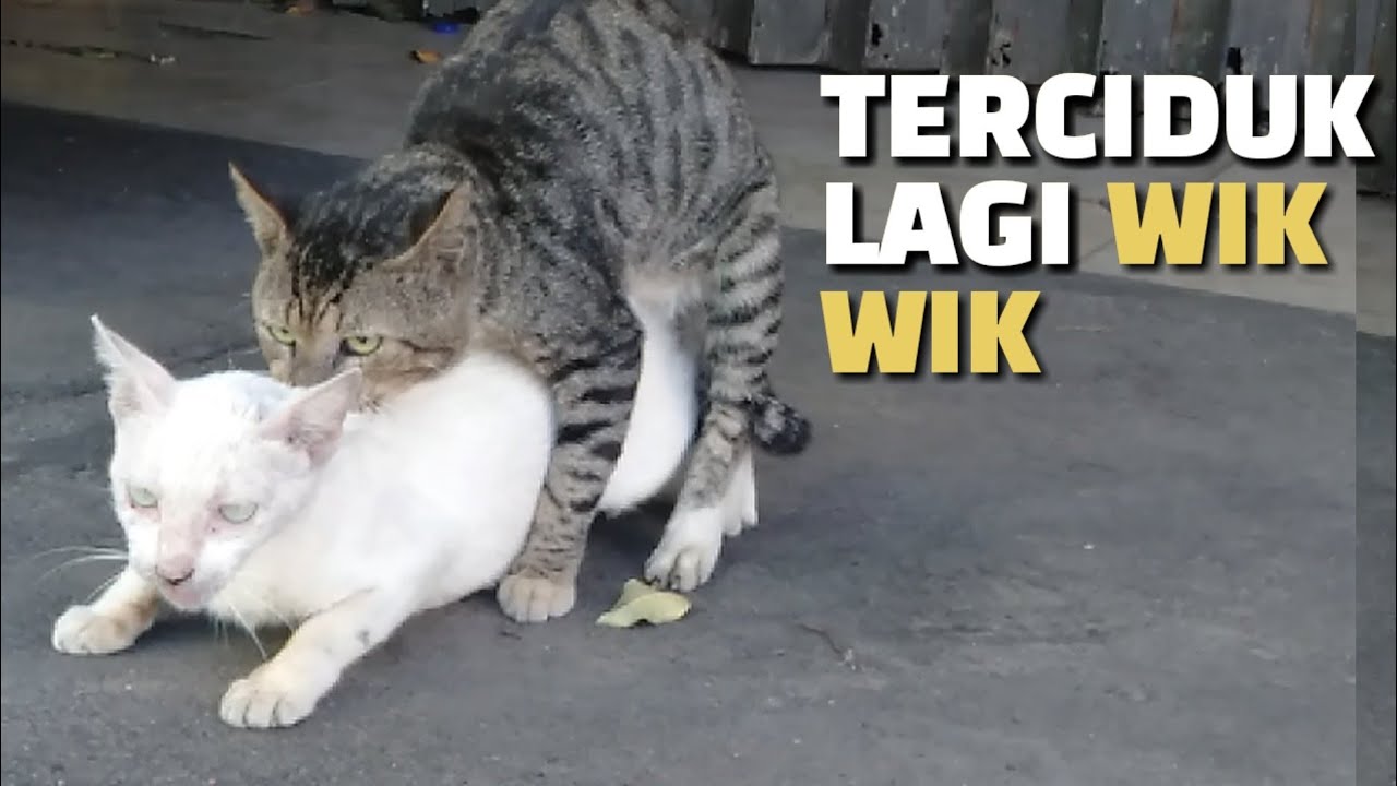Kucing Ini Tejebak Pergaulan Bebas Kucing Kawin  YouTube