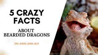 5 Fun Facts About Bearded Dragons