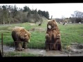 Vídeo divertido. Unos osos saludando