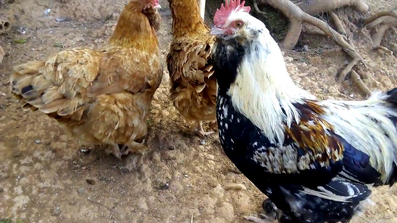 Galinhas Faverolles Faverolles Chickens YouTube galinhas-faverolles-faverolles-chickens-youtube