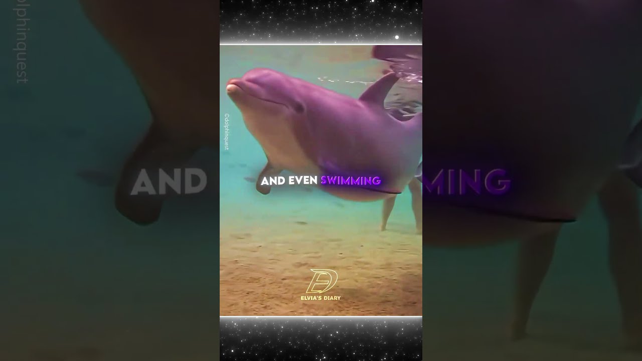 A Mother Never Gives Up On Her Baby 🐬