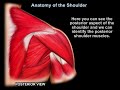 Anatomy Of The Shoulder Everything You Need To Know Dr Nabil Ebraheim 