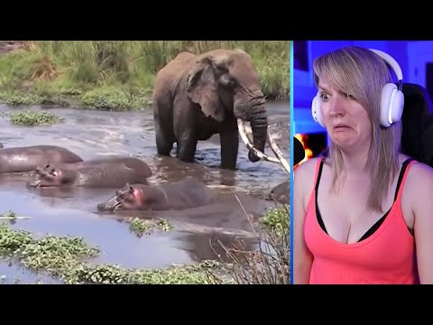 15 Unbelievable Attacks And Interactions Caught In Safari Park Part 2 | Pets House