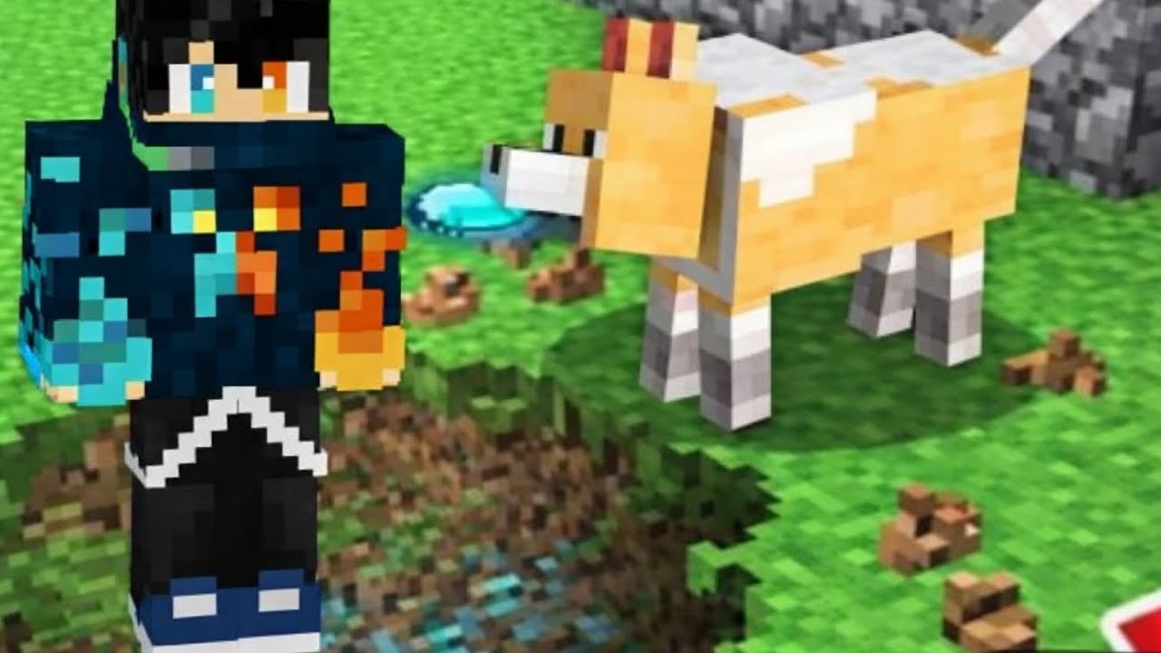 Մեր շունը դարձել էր իմ օգնականը//JANO HAY