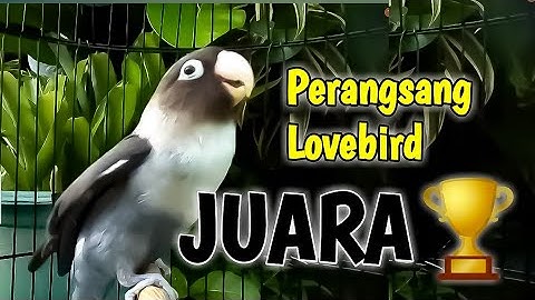 PERANGSANG LOVEBIRD JUARA Fighter Ngekek, Bikin SEMUA LABET RAMAI BERSAUTAN Hanya sekali Dengar