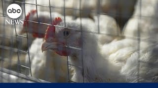 2nd human case of bird flu connected to dairy cow outbreak, confirmed in Michigan