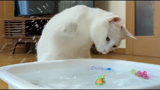 A cat who likes playing in water.