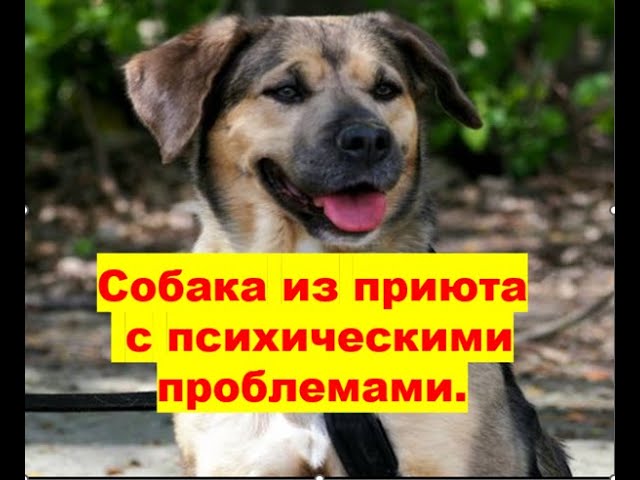 где взять собаку из