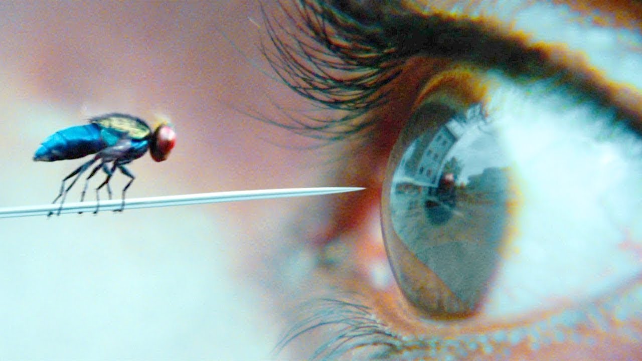 Mężczyzna Ginie, Ale Odradza Się Jako Mucha, aby się Zemścić