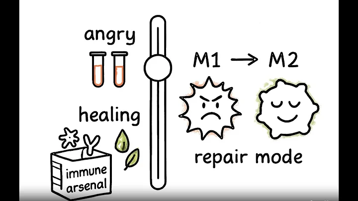 KPV Peptide Explained Simply | Anti Inflammatory, Gut Healing & Skin Repair Benefits