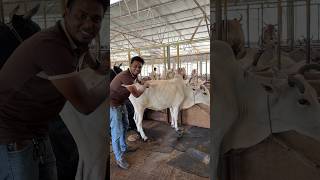 ৫৫ হাজার টাকার গরু #farmers #cow