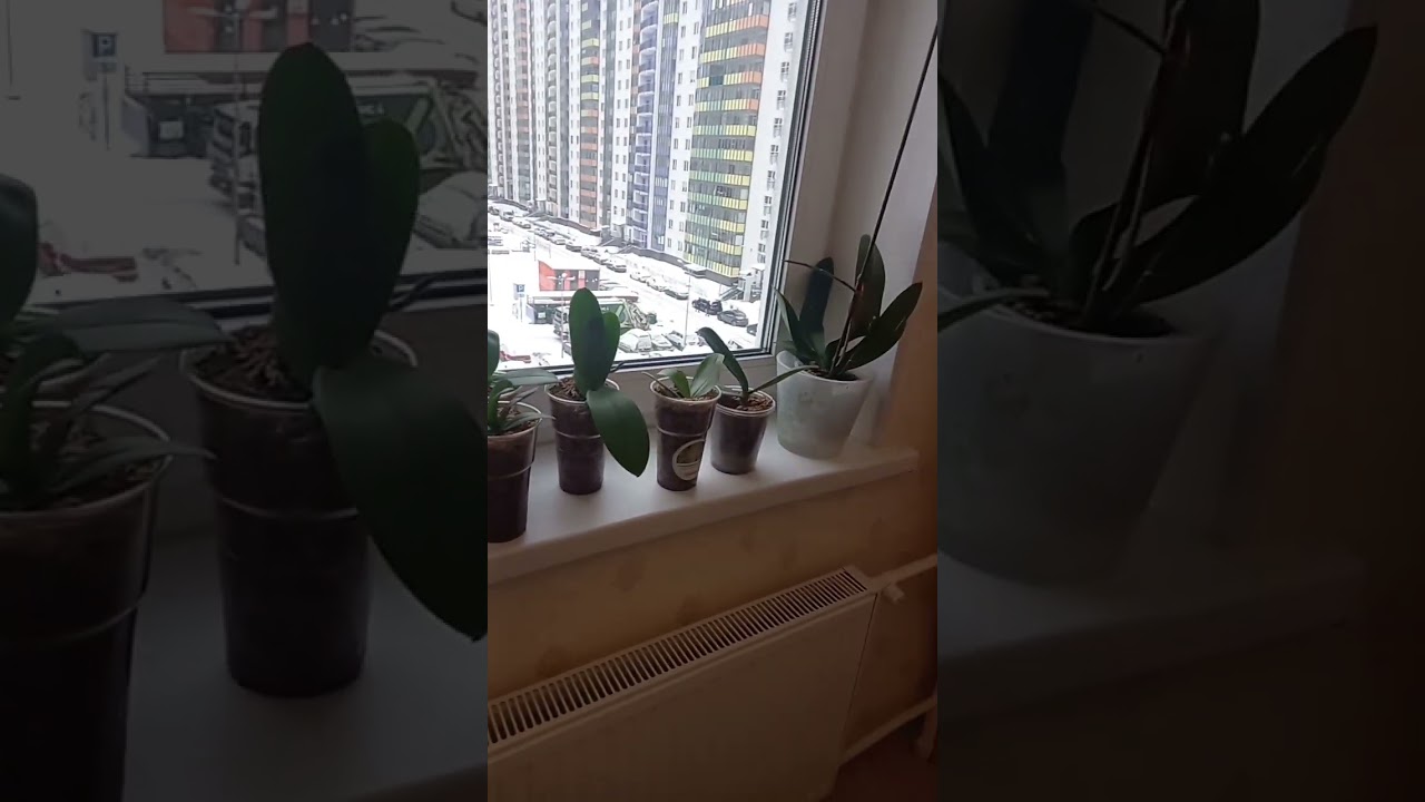 Что нового в моём орхидейном царстве.   сколько ростишек погибло. 7 января 2023 г.