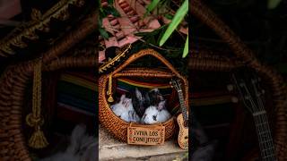 ✨️🐇Little Amigos👯♀️ in a Basket🧺 #bunnyfluff🐇🤍
