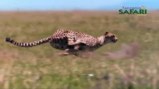 TANZANIA SAFARI CHANNEL'#TIGER#utaliitanzania#SECHUTV screenshot 3
