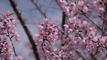 Spring Season Stock Video