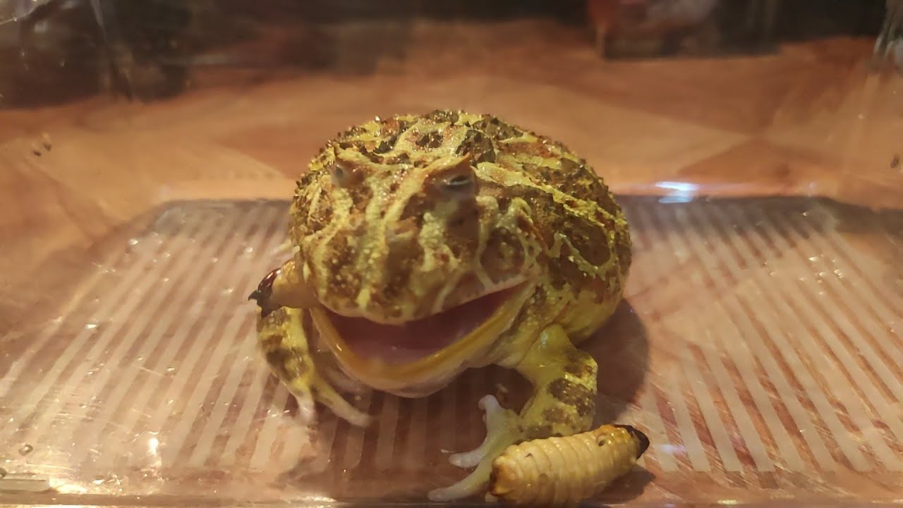 Pacman Frog eat Sago Worm‼️🤯 Exotic Pets eat Exotic Food [FIRST TIME EVER‼️] YouTube