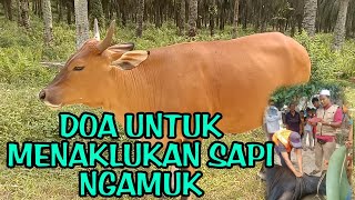 DOA KHUSUS EKSEKUTOR UNTUK MENAKLUKAN SAPI NGAMUK