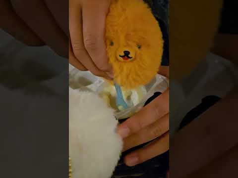 仲良しポメのはじめてクッキング！