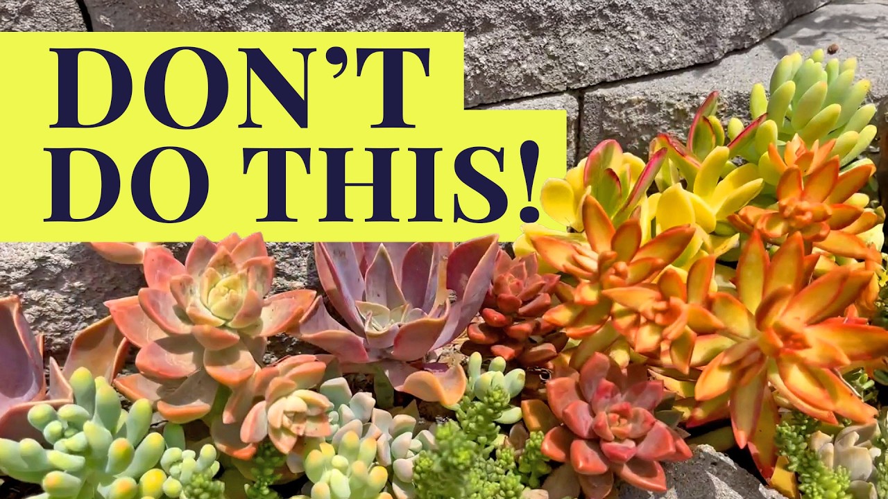 5 Succulent Mistakes You're Probably Making Right Now