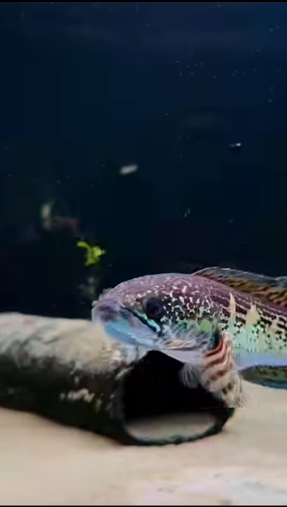 Rare Snakehead Fish Beauty 🐟 | Channa Aurantimaculata in Action
