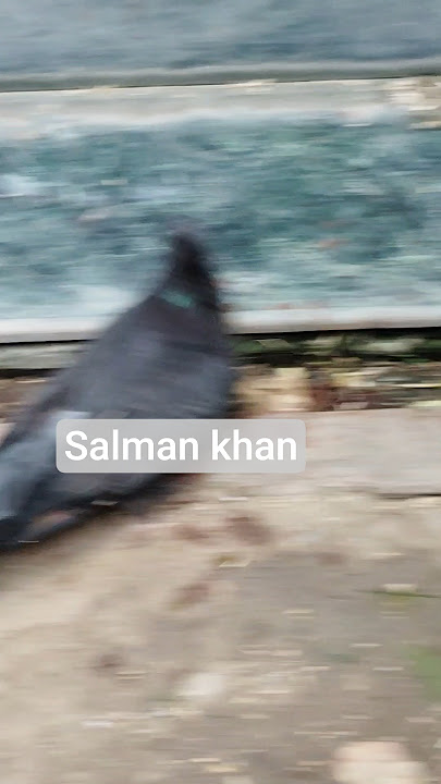 most stylish pigeon, salman khan attitude, salman fan #viralvideo #pigeon #sallu #shorts #sultan