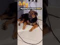 Jealous dog ..