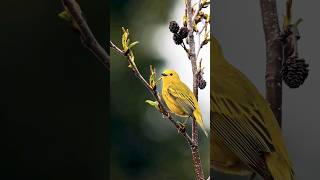 Download Lagu Baby Bird fed by mom (Yellow Warbler) #shorts #shortsfeed #birdslover MP3