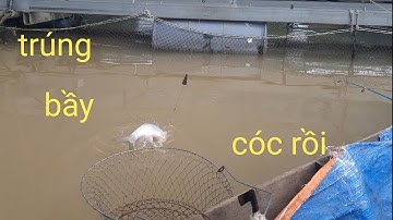 Câu cá sông tiền,trúng bầy cá cóc cá điêu hồng ăn lia lịa dựt đã tay