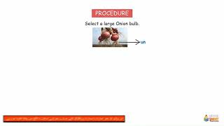 5.2: Preparation of root tip squashes and study stages of mitosis.