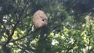 Hornets nest the size of a basketball