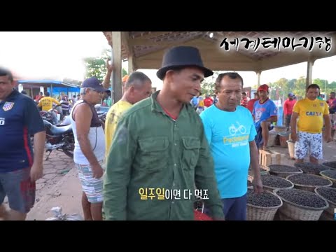 세계테마기행 - 적도의 꽃- 올라! 와일드 브라질_#002