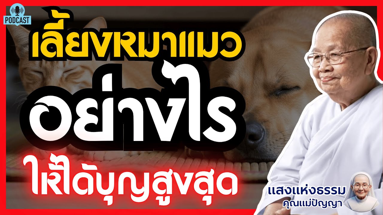 เลี้ยงหมาแมวอย่างไรให้ได้บุญสูงสุด วิธีช่วยสัตว์เลี้ยงพ้นกรรมในชาตินี้