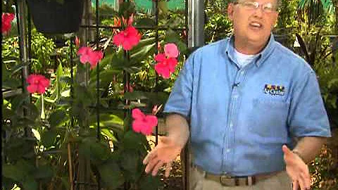 Alice Dupont mandevilla is colorful climbing vine