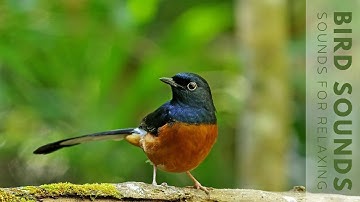 Birds Singing - 24 Hour Bird Sounds Relaxation, Soothing Nature Sounds, Birds Chirping