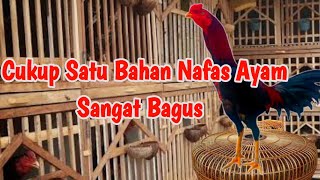 jamu ayam bangkok supaya pvkvl4n k3r4s // nafas tidak ngos ngosan