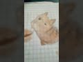 Kitty You can has cheese burger WAAH #art #drawing #draw