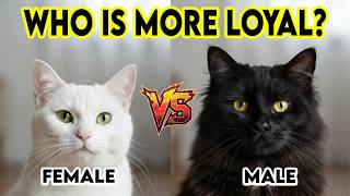 10 Reasons Why You’ve Been Choosing the Wrong Cat Gender for Years