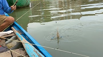 Câu Tôm Cuối mùa ở Bè Thốt Nốt , tôm chỉ ăn mồi theo con nước