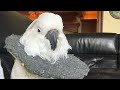 Make a collar for your parrot tutorial parrot animals health tutorial howto shorts  cute