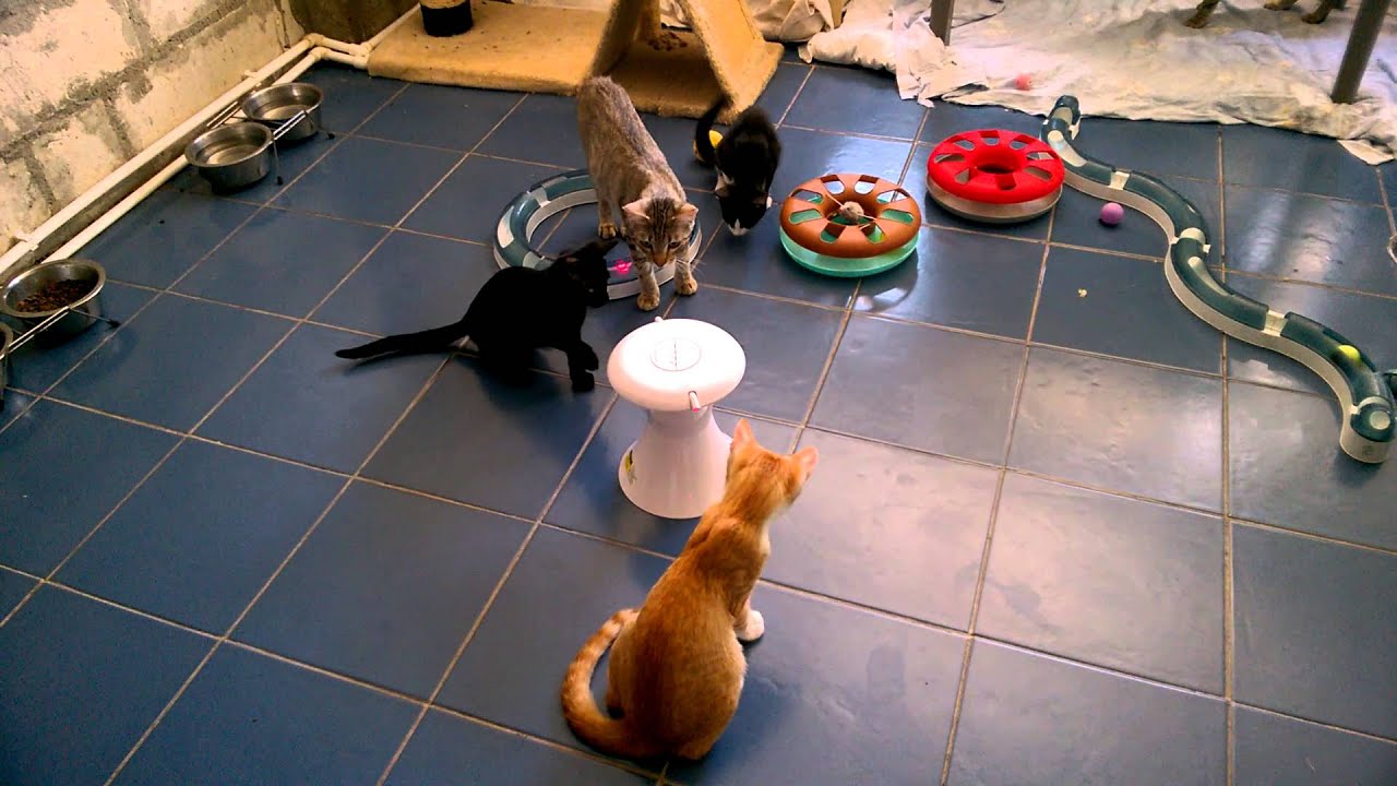 cute cats for sale Cats attaking laser toy!