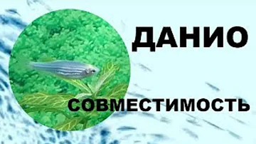 Данио. Совместимость аквариумных рыбок.