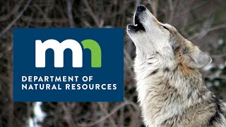 Minnesota Releases Updated Draft on Gray Wolf Management Plan